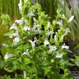 dammväxter vattenväxter vit vattenlobelia trädgårdsdamm dammväxter vattenväxter vit vattenlobelia trädgårdsdamm
