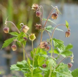 vattenväxt humleblomster trädgårdsdamm näckros vattenväxt humleblomster trädgårdsdamm näckros