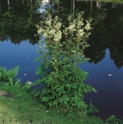vattenväxt älggräs trädgårdsdamm näckros vattenväxt älggräs trädgårdsdamm näckros