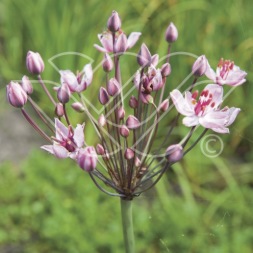 vattenväxt blomvass trädgårdsdamm näckros vattenväxt blomvass trädgårdsdamm näckros