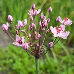vattenväxt blomvass trädgårdsdamm näckros vattenväxt blomvass trädgårdsdamm näckros