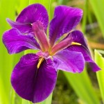 Amerikansk Iris