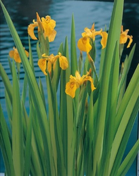 vattenväxt dammväxter strimmig iris trädgårdsdamm