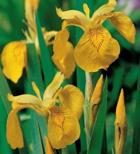 vattenväxter dammväxter iris trädgårdsdamm