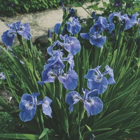 dammväxter vattenväxter iris setosa trädgårdsdamm