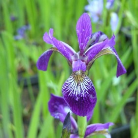 Dammväxter Brokiris , Iris Versicolor Gerald Derby