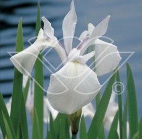 dammväxter vattenväxter iris snow queen
