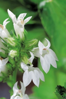dammväxter vattenväxter vit vattenlobelia trädgårdsdamm dammväxter vattenväxter vit vattenlobelia trädgårdsdamm