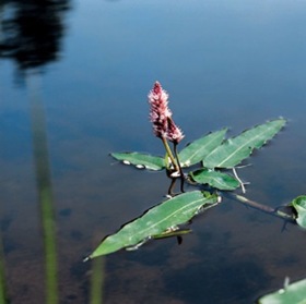 vattenväxt dammväxter vattenpilört rosa