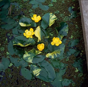 näckros brokig lutea variegata vattenväxt dammväxt vattenrenande