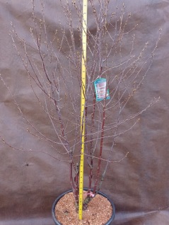 Glanskörsbär Prunus serrula