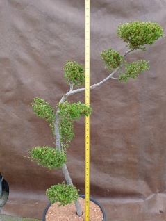 Lärk bonsai japansk trädgård
