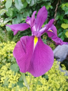 dammväxter vattenväxter Japansk iris kaempferi