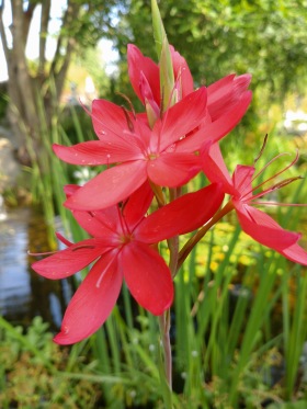 vattenväxt röd vilterlilja dammväxter