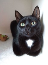KitKat