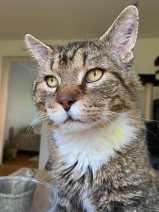 Bamse