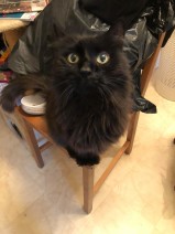Bagheera