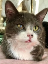 Hazel
