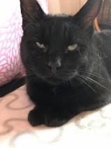 Melvin