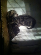 MyPrecious & MyHoney