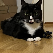 Meya