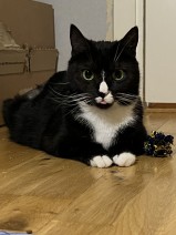 Meya