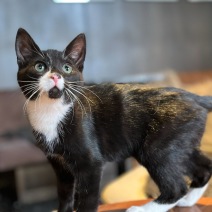 Miso