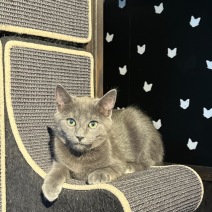 Meeko