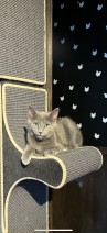 Meeko