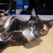 Muffin2