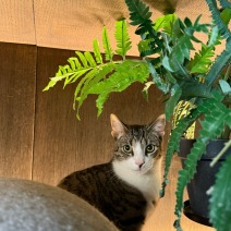 Marley