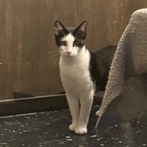 Milo