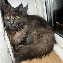 Holly