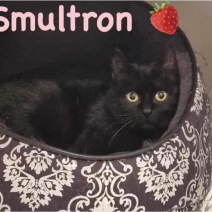 Smultron