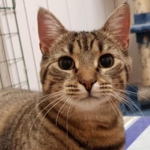 Cleo2
