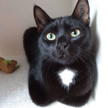 KitKat