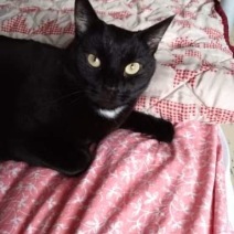 Kaya