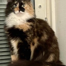 Meisha