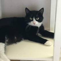 Bellatrix