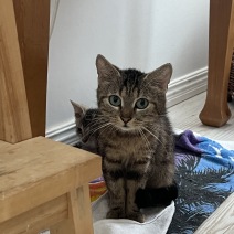 Darla