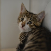 Olive3