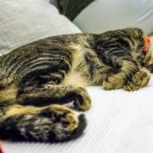 Jazz & Jax, December 03, 2016