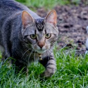 Jazz & Jax, June 05, 2017-5