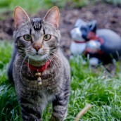 Jazz & Jax, June 05, 2017-9