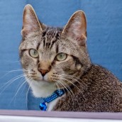 Jazz & Jax, June 05, 2017-14