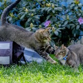 Jazz & Jax, June 05, 2017-19