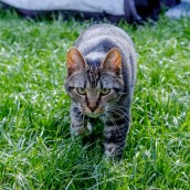 Jazz & Jax, June 05, 2017-24