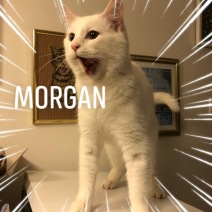 morgan3