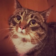 Sox