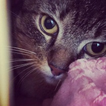 Sox2
